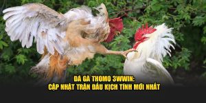 Đá Gà Thomo 33WIN: Cập Nhật Trận Đấu Kịch Tính Mới Nhất